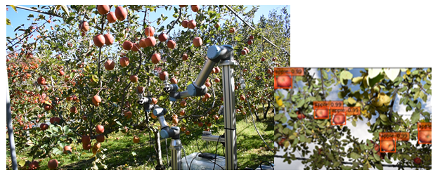 Autonomous Fruit Harvesting Robot 果実収穫ロボット　２アーム　ディープラーニング　デプスカメラ (RealSense)